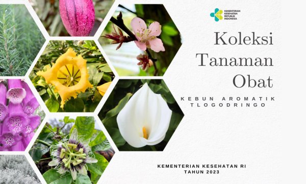 Sampul Koleksi Tanaman Obat Kebun Aromatik Tlogodringo